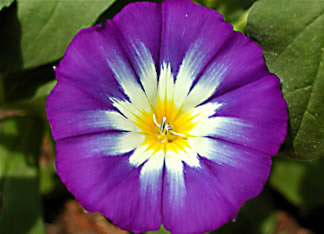 Convolvulus 1095